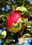 apfelalterapfelbaum