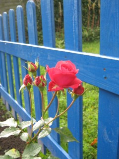 Blumen am Zaun 240x320